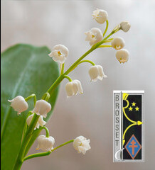 muguet